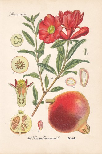 Punica granatum granatapfel - punica,